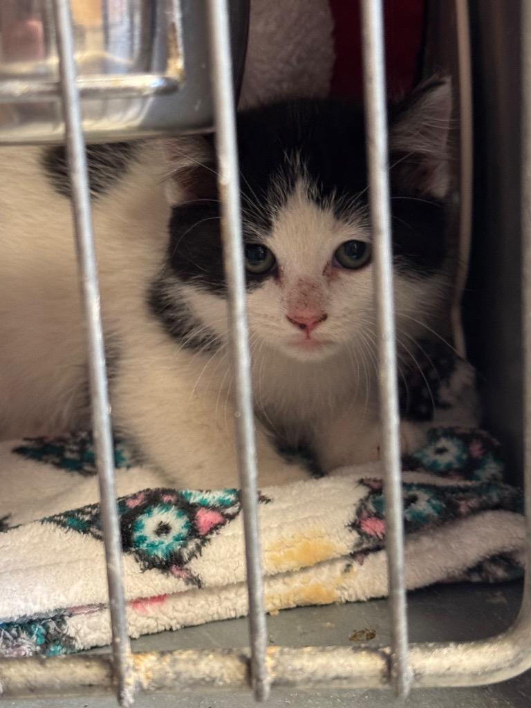 Todd, Adoptable, Kitten Male Domestic Short Hair.