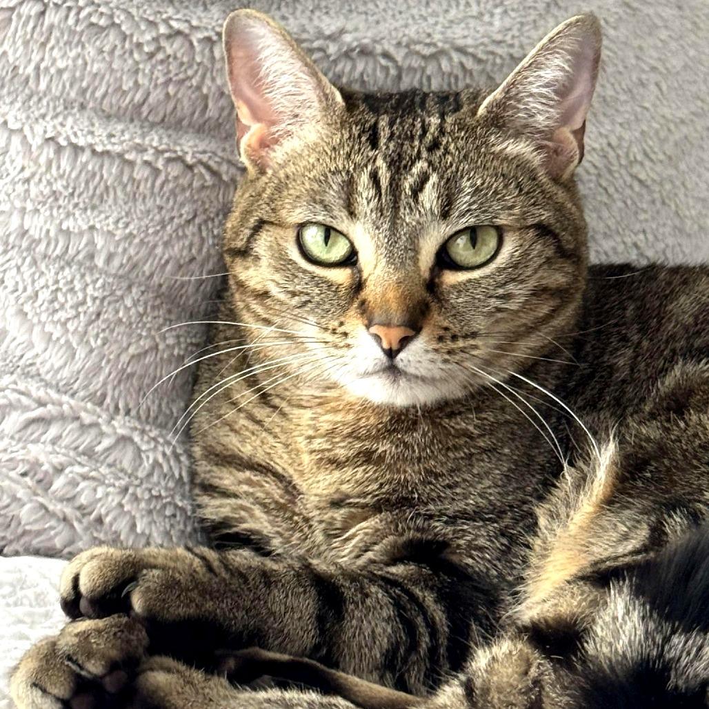 Gatita, Adoptable, Adult Female Domestic Short Hair.