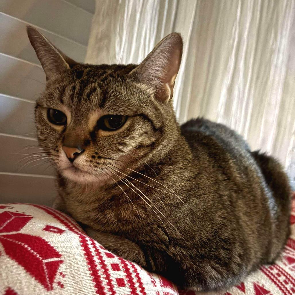 Enlarge Gatita, a Adoptable Domestic Short Hair in Tampa, FL image 2/6