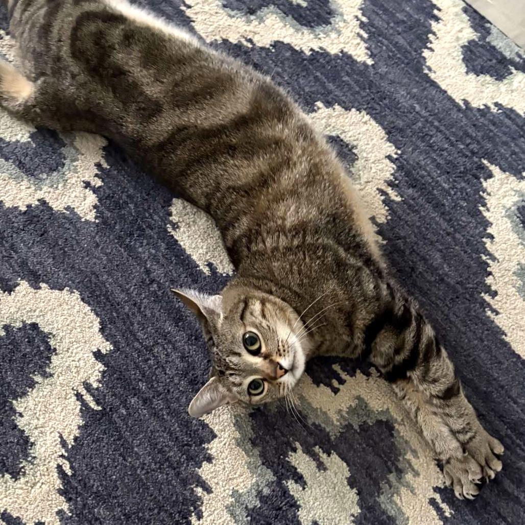 Enlarge Gatita, a Adoptable Domestic Short Hair in Tampa, FL image 3/6