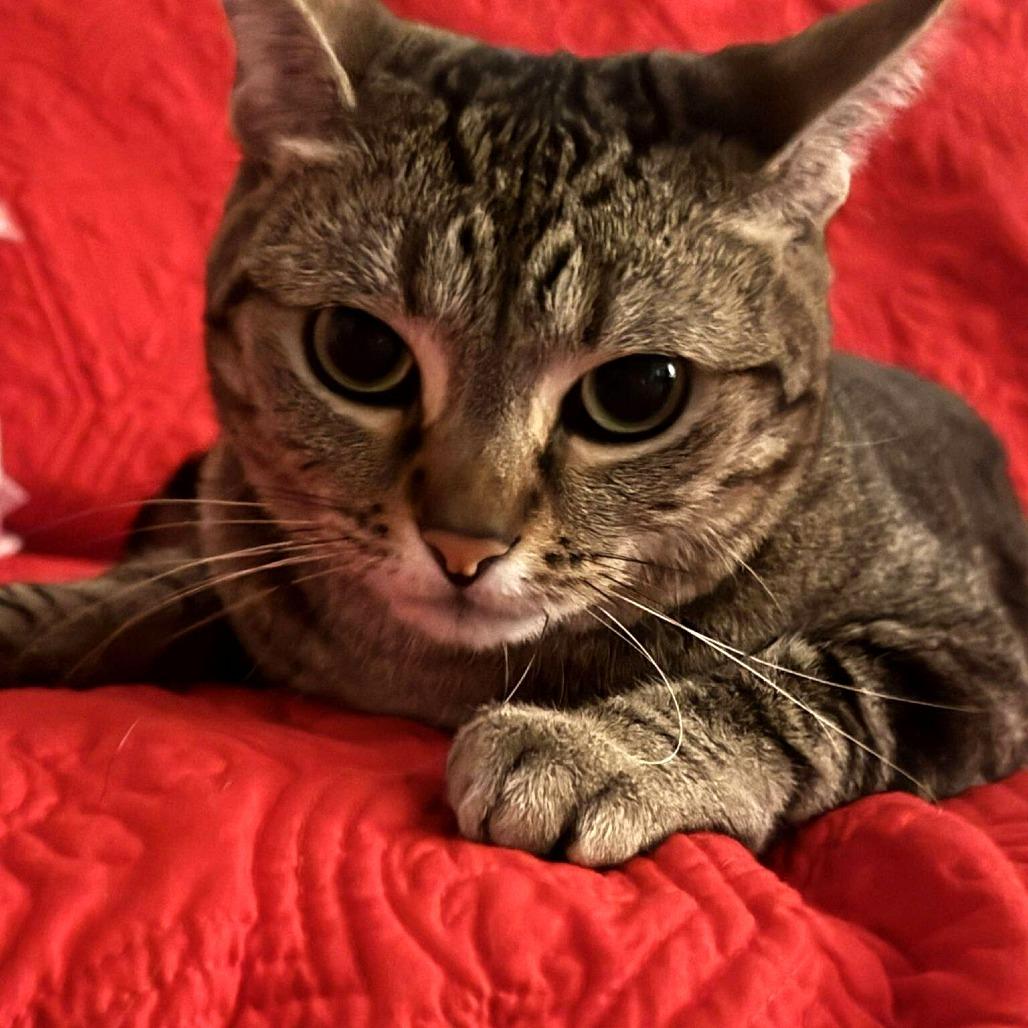 Enlarge Gatita, a Adoptable Domestic Short Hair in Tampa, FL image 3/6