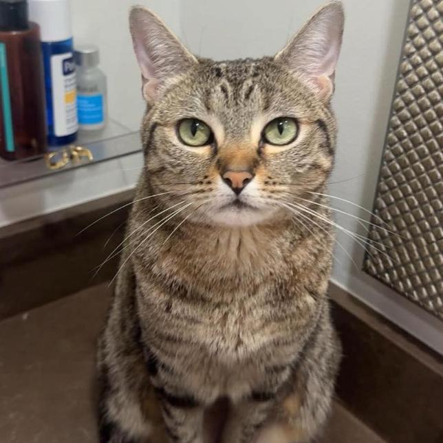 Gatita, Adoptable, Adult Female Domestic Short Hair.