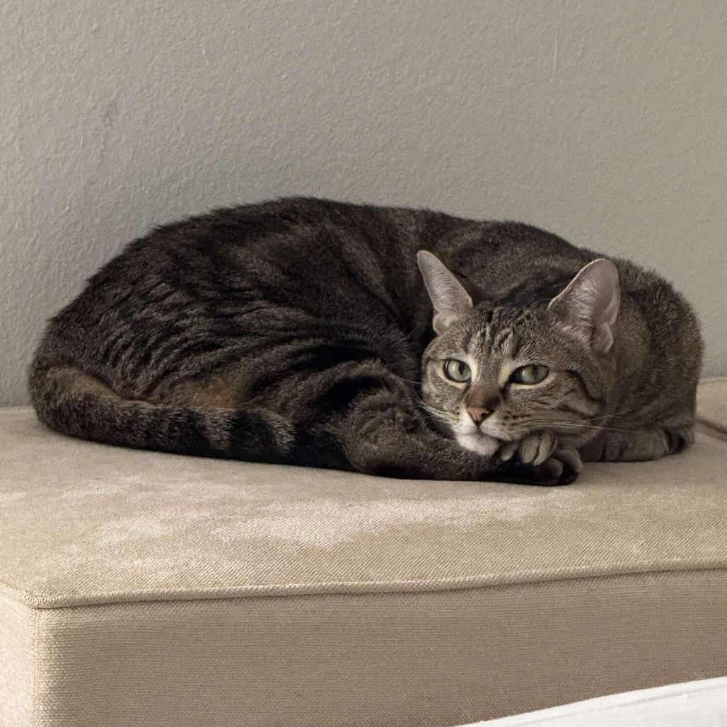 Enlarge Gatita, a Adoptable Domestic Short Hair in Tampa, FL image 5/6