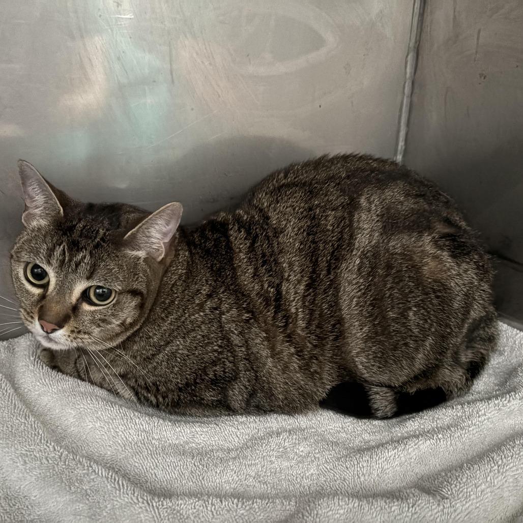 Enlarge Gatita, a Adoptable Domestic Short Hair in Tampa, FL image 2/2