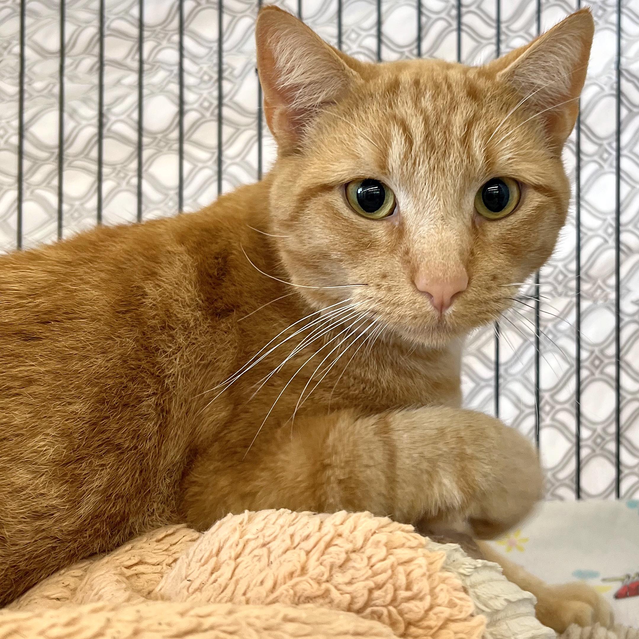 Enlarge Peeta , an adoptable Domestic Short Hair in St. Louis, MO image 1/1