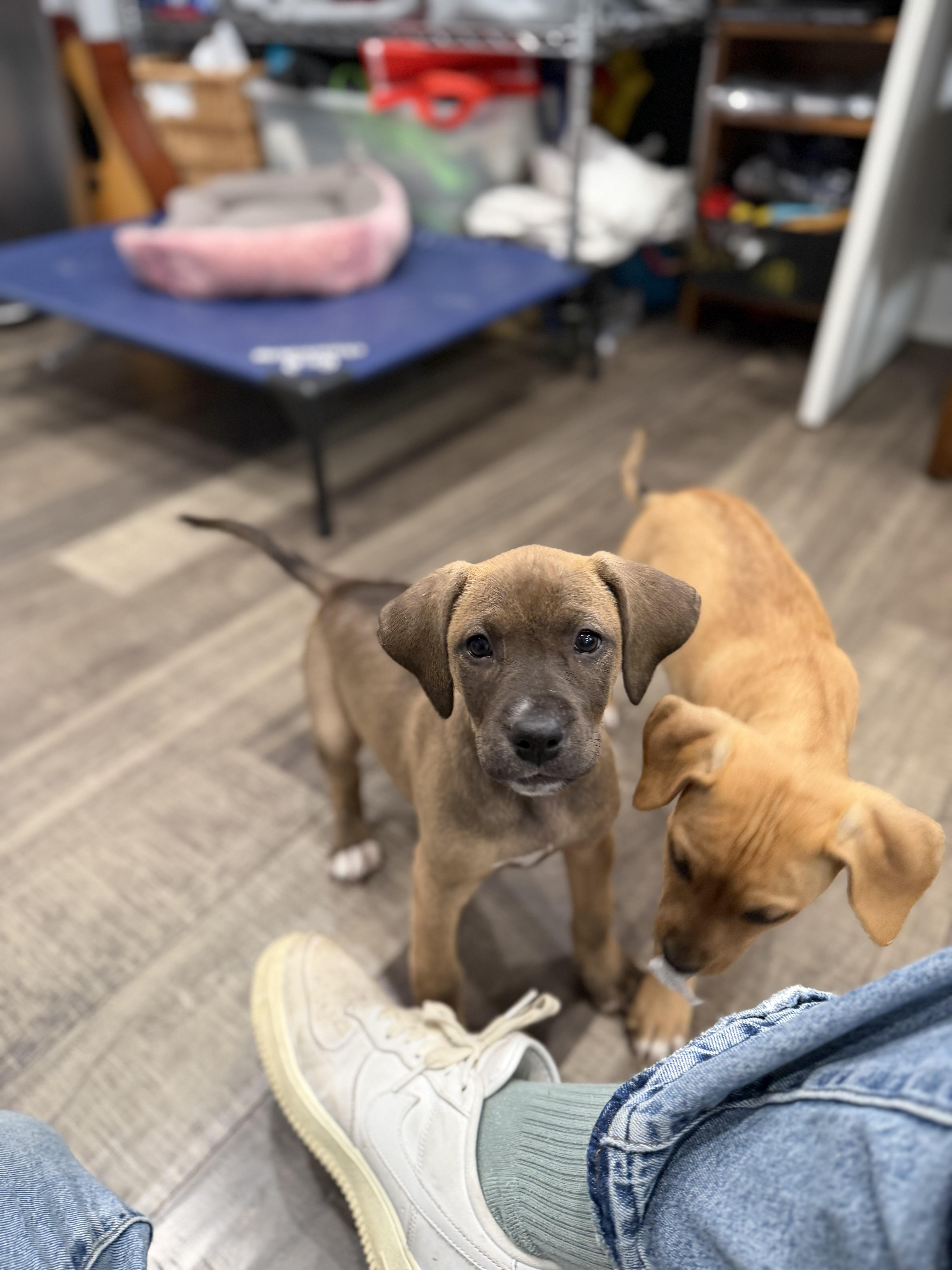 Nutella, an adopted mixed breed in Mahwah, NJ image 4/6