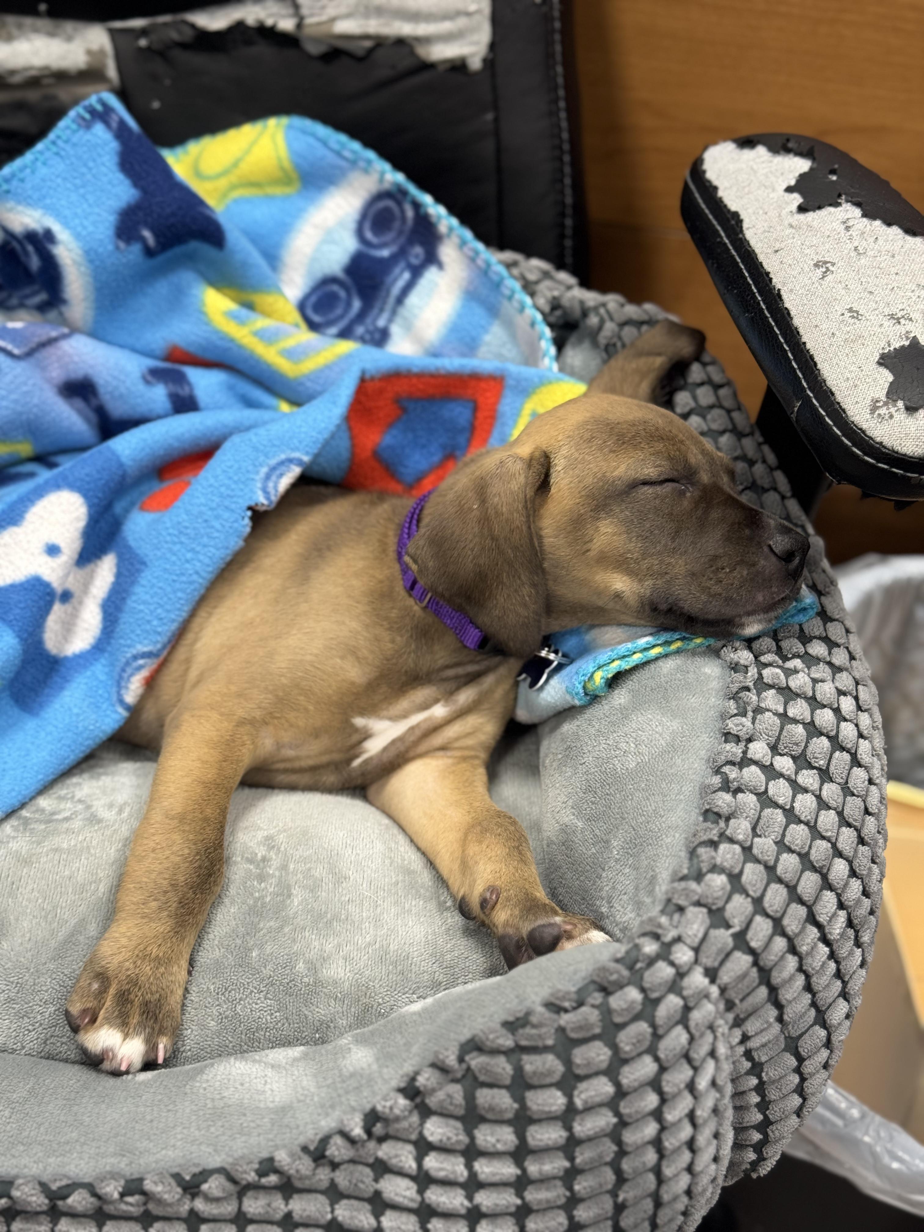 Nutella, an adopted mixed breed in Mahwah, NJ image 1/6