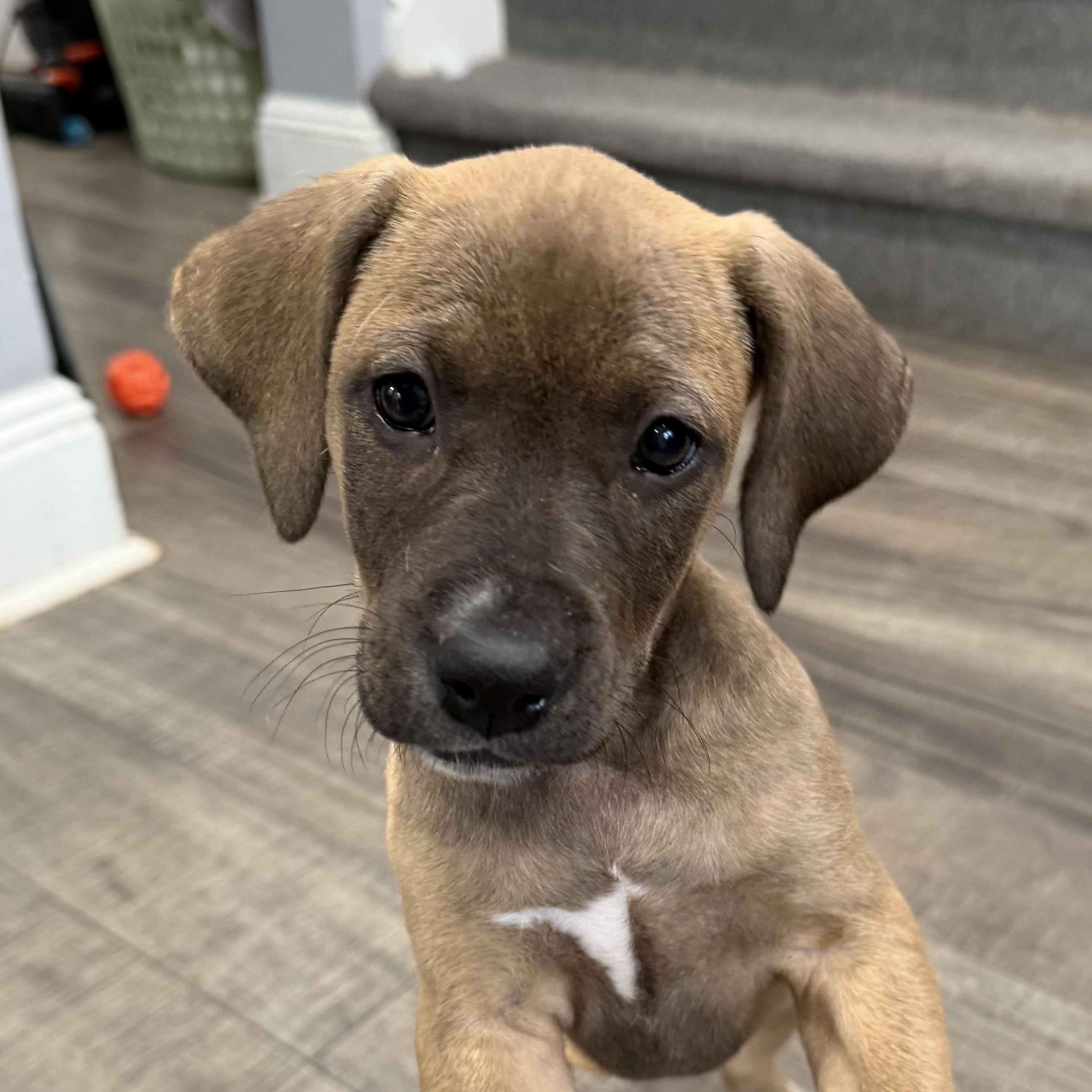 Nutella, Adoptable, Puppy Female Labrador Retriever & Hound.