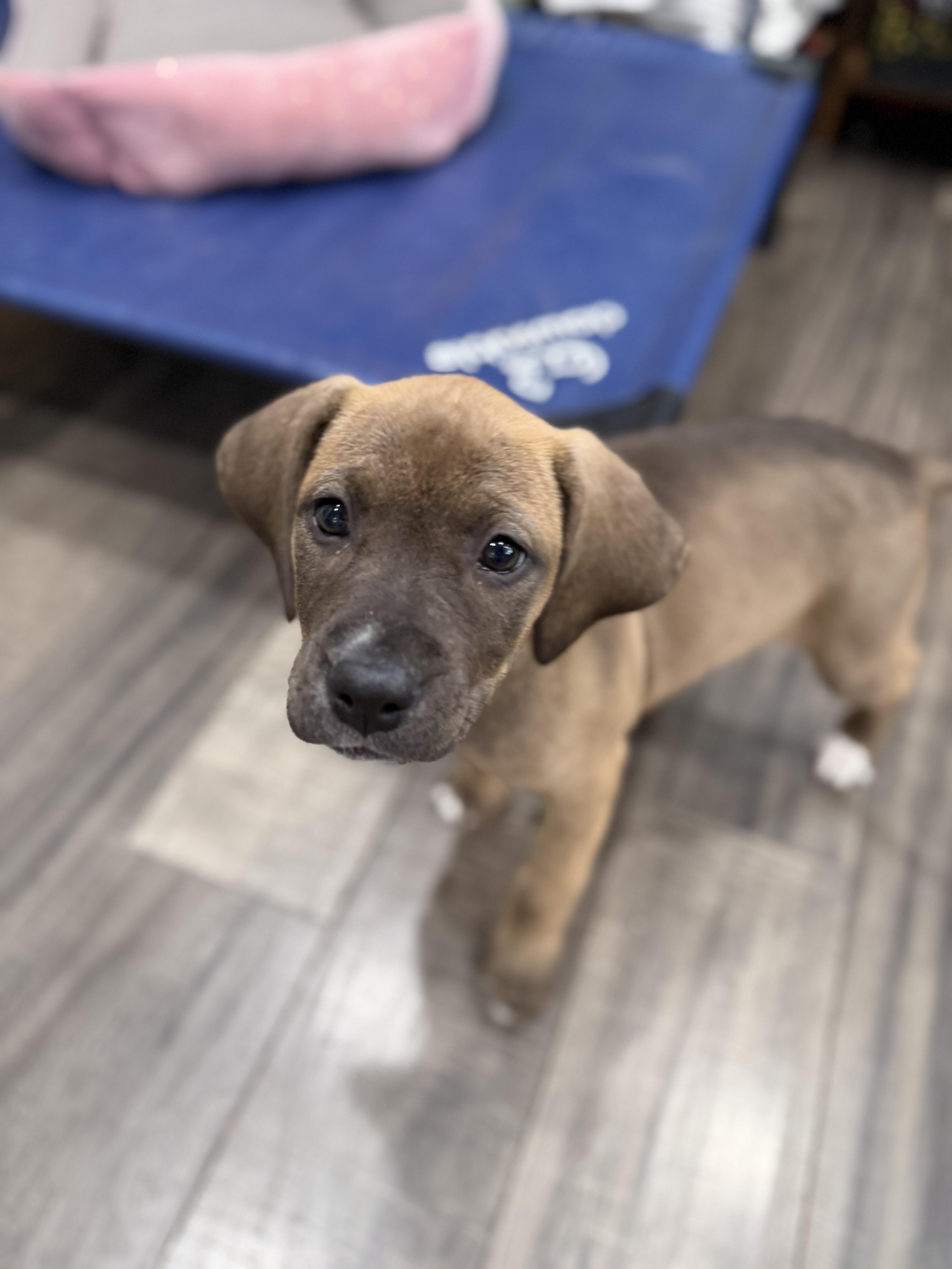 Nutella, an adopted mixed breed in Mahwah, NJ image 5/6