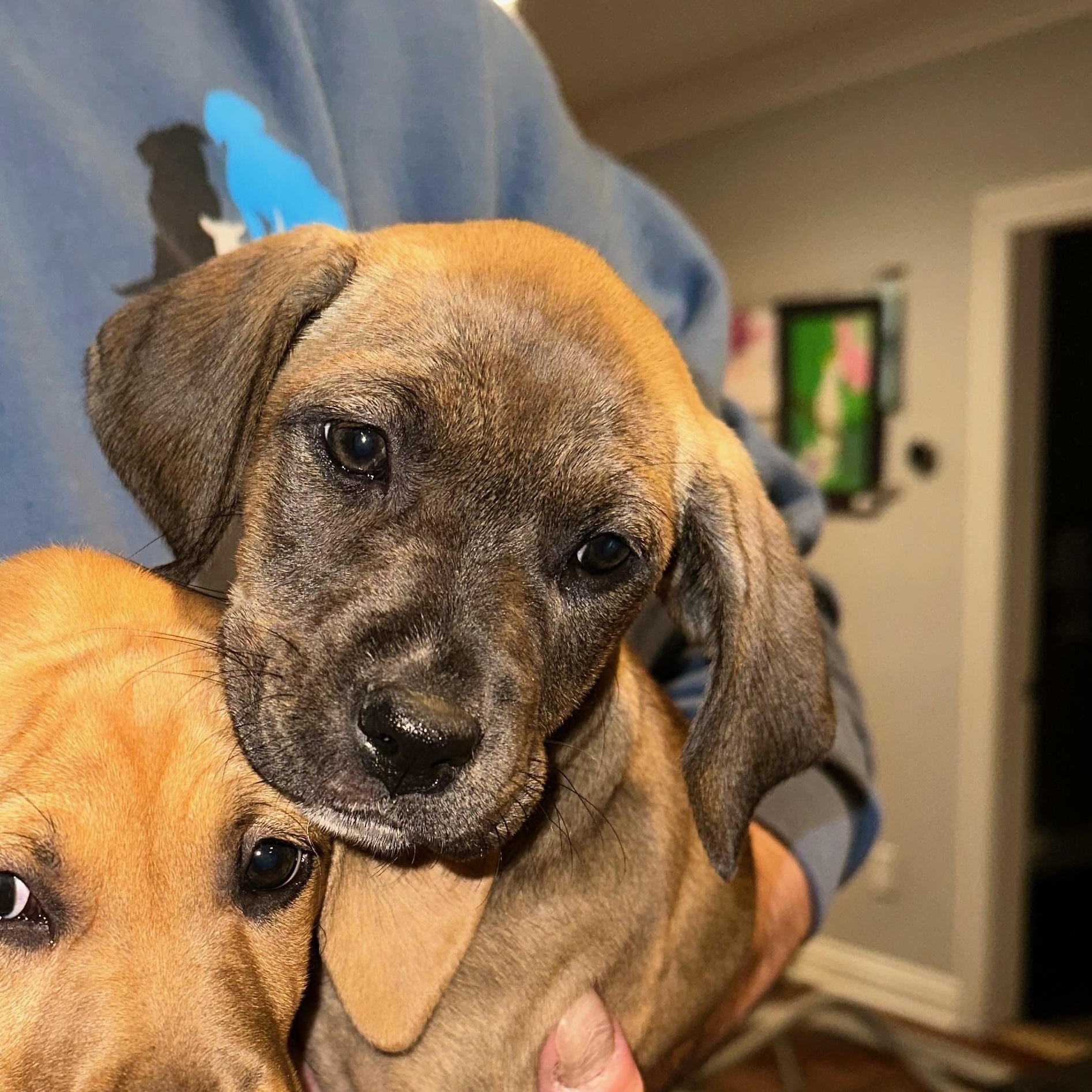 Nutella, an adopted mixed breed in Mahwah, NJ image 2/6