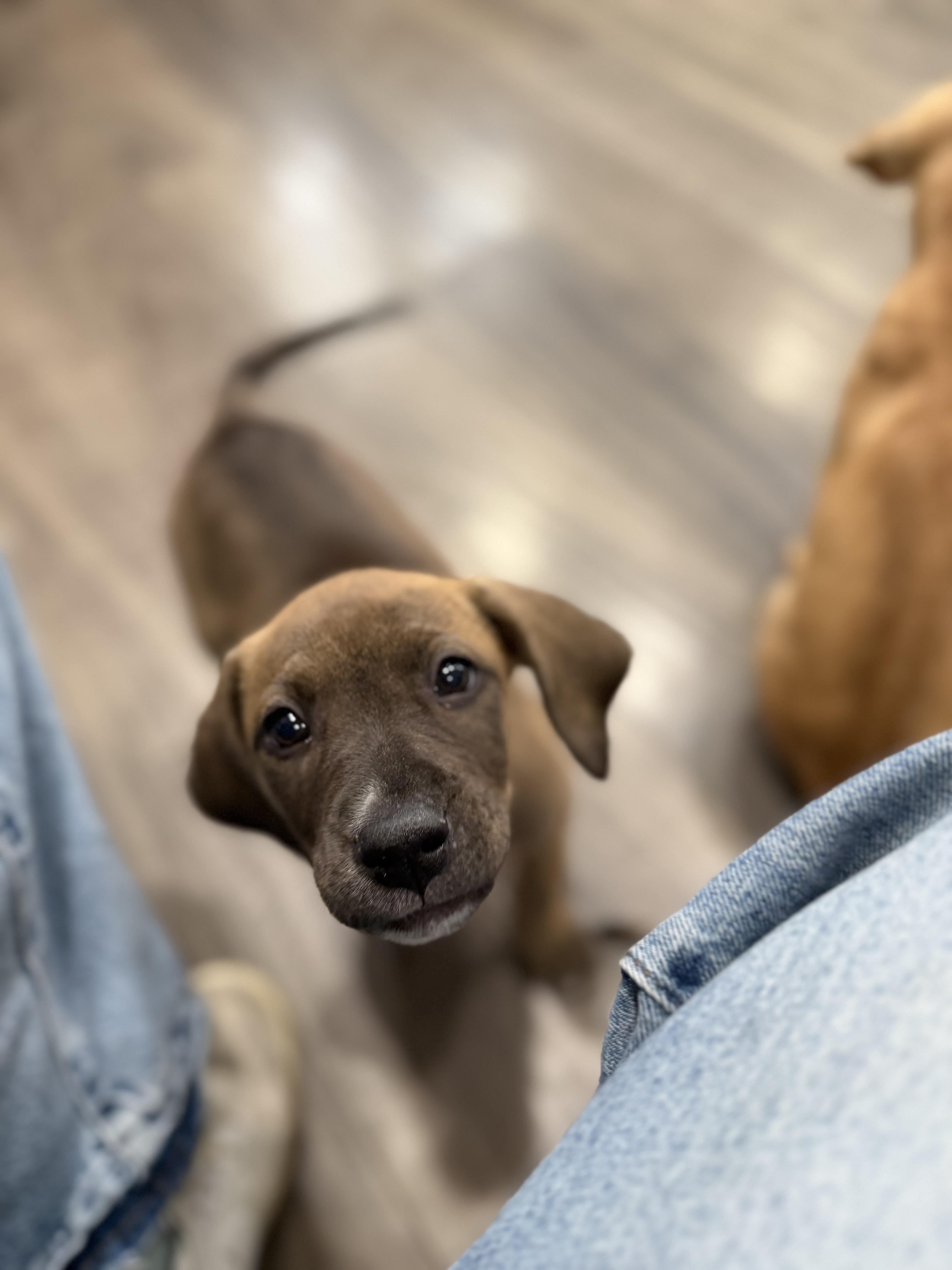 Nutella, an adopted mixed breed in Mahwah, NJ image 6/6