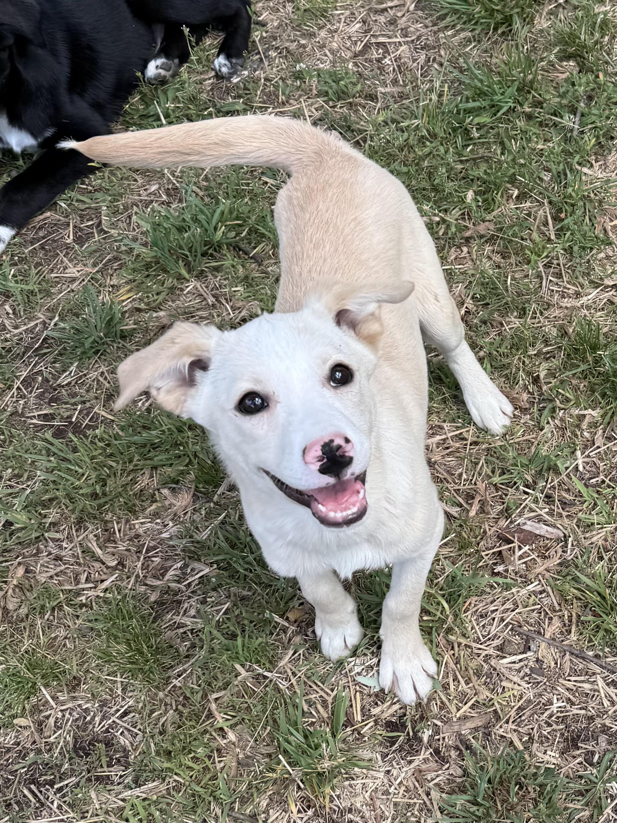 Enlarge Lux, a ADOPTABLE mixed breed in Succasunna, NJ image 5/6