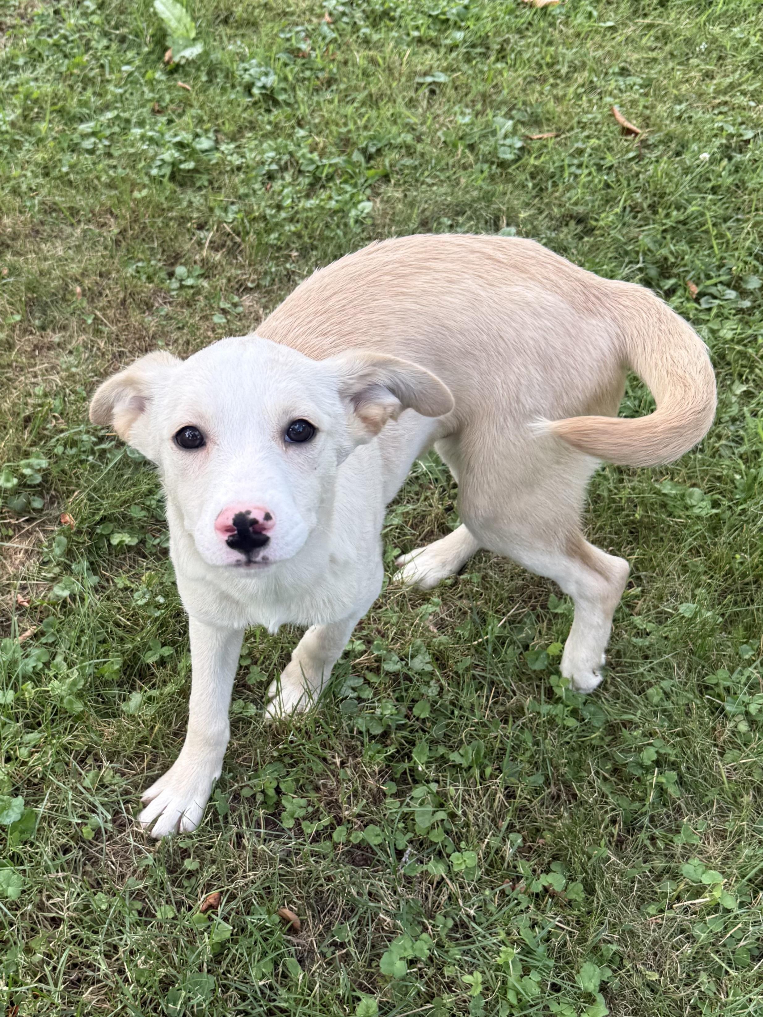 Enlarge Lux, a ADOPTABLE mixed breed in Succasunna, NJ image 4/6