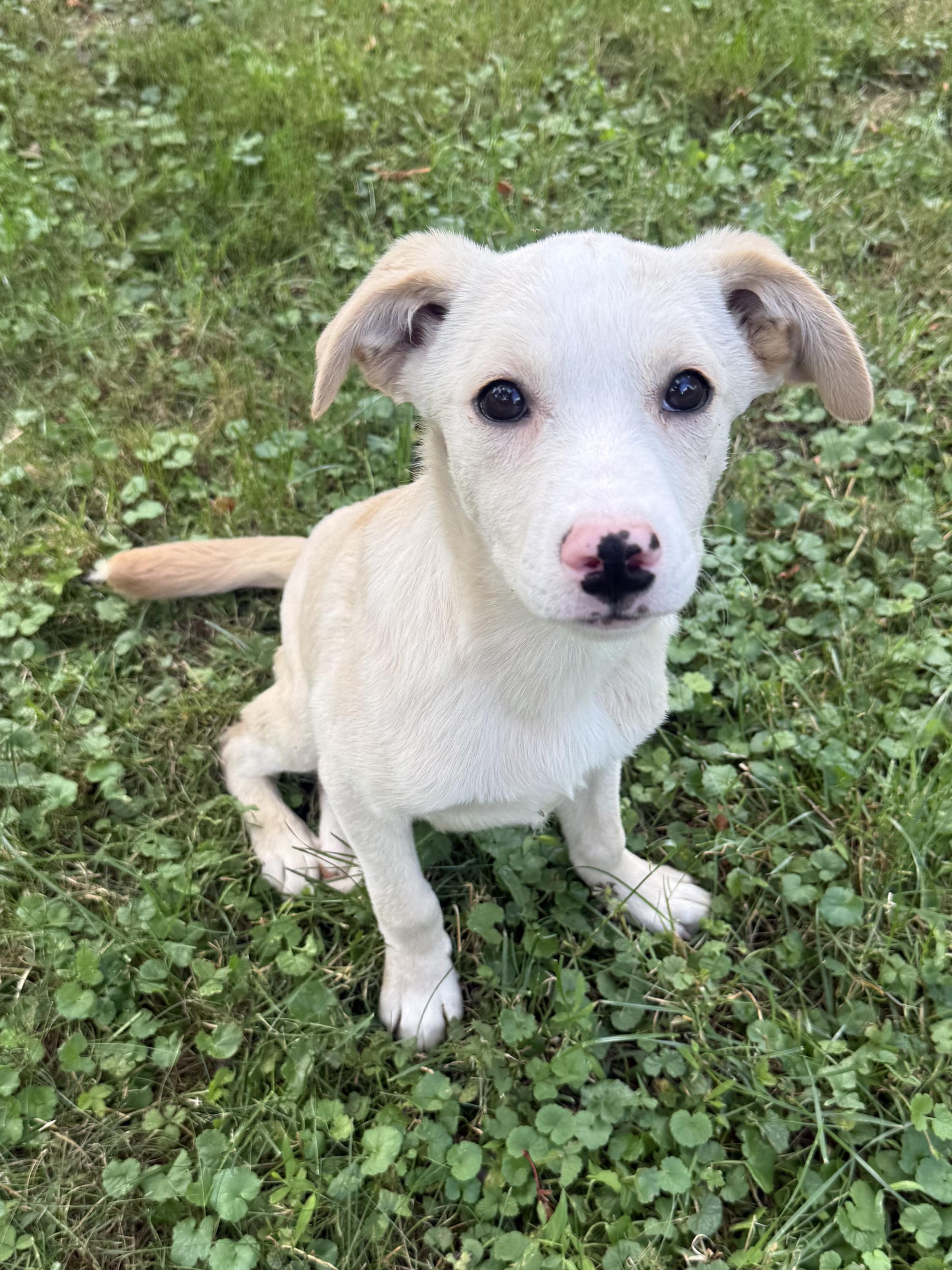 Lux, ADOPTABLE, Puppy Male Mixed Breed.