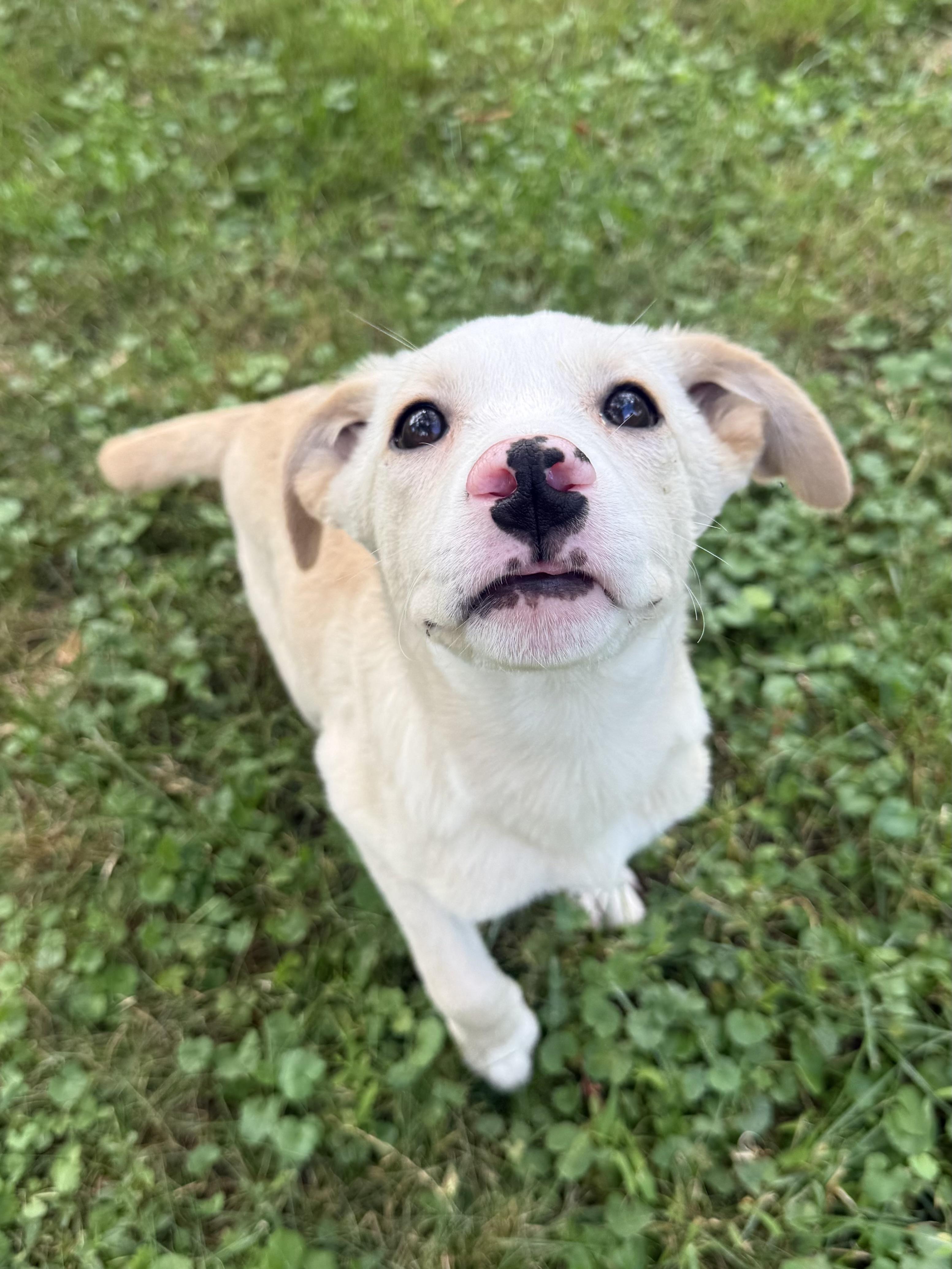 Enlarge Lux, a ADOPTABLE mixed breed in Succasunna, NJ image 6/6