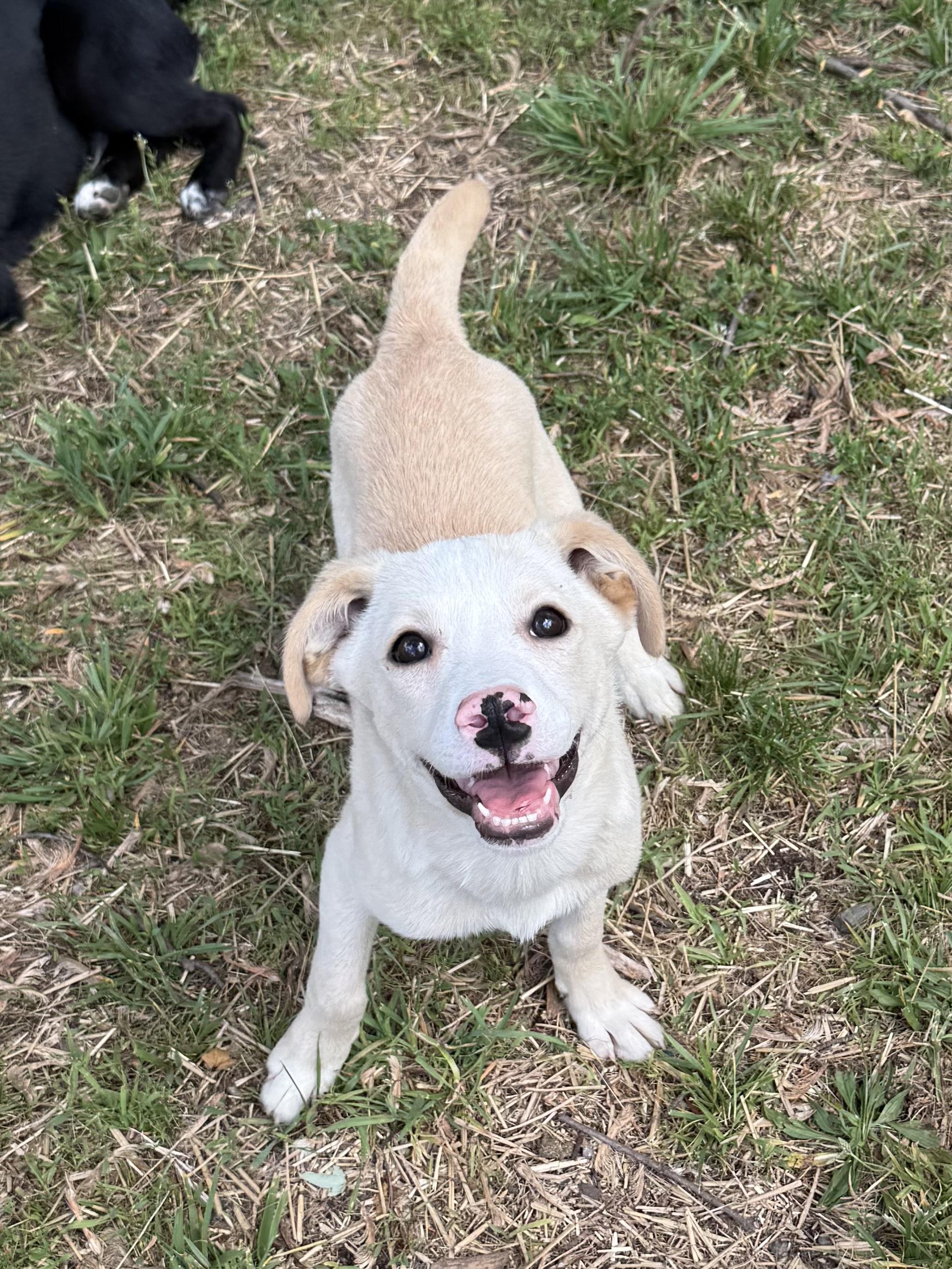 Enlarge Lux, a ADOPTABLE mixed breed in Succasunna, NJ image 2/6