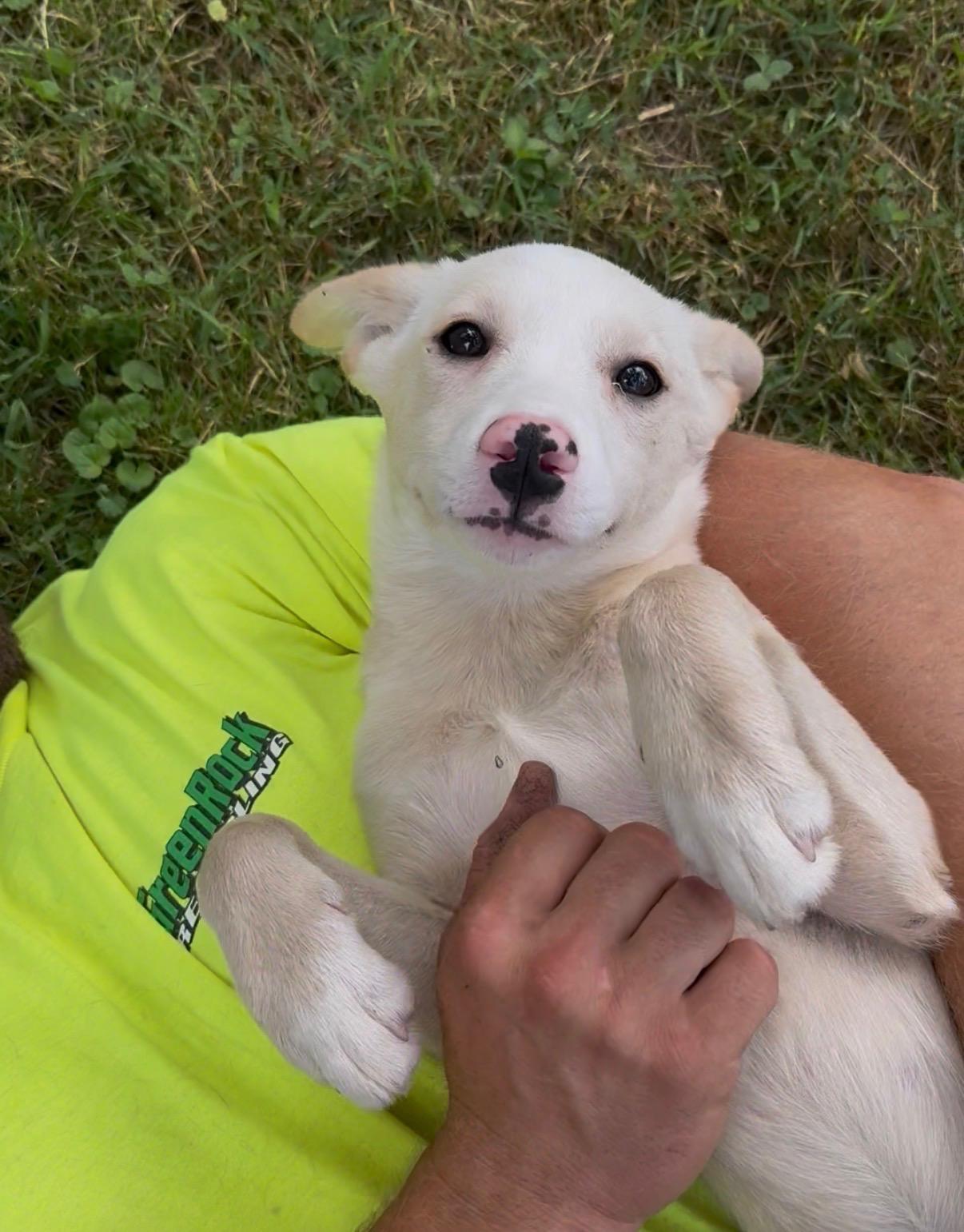 Enlarge Lux, a ADOPTABLE mixed breed in Succasunna, NJ image 3/6
