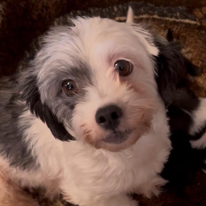 Patches**My Adoption is pending **, Adoptable, Adult Female Mixed Breed.