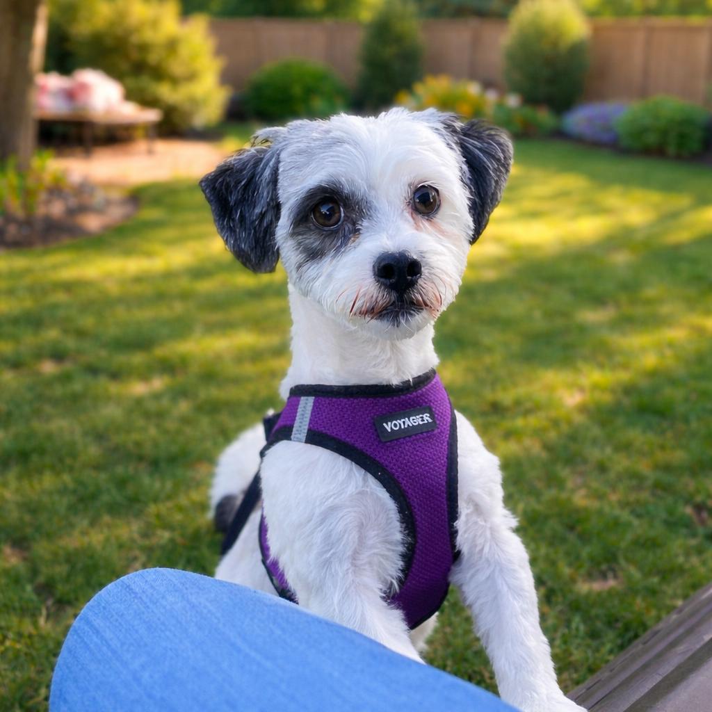 Enlarge Patches, a Adoptable Mixed Breed in Wappingers Falls, NY image 2/3