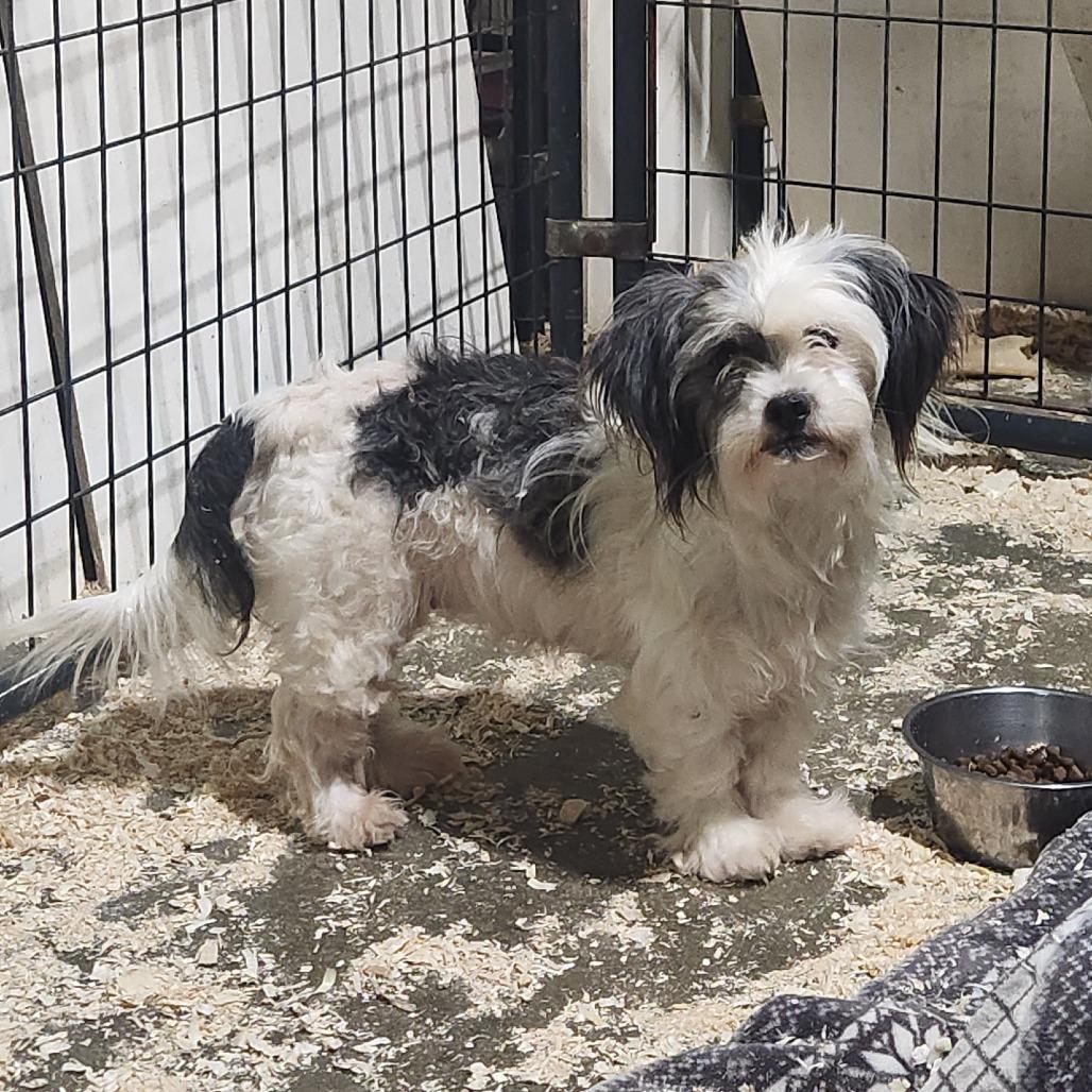 Enlarge Patches, a Adoptable Mixed Breed in Wappingers Falls, NY image 3/3