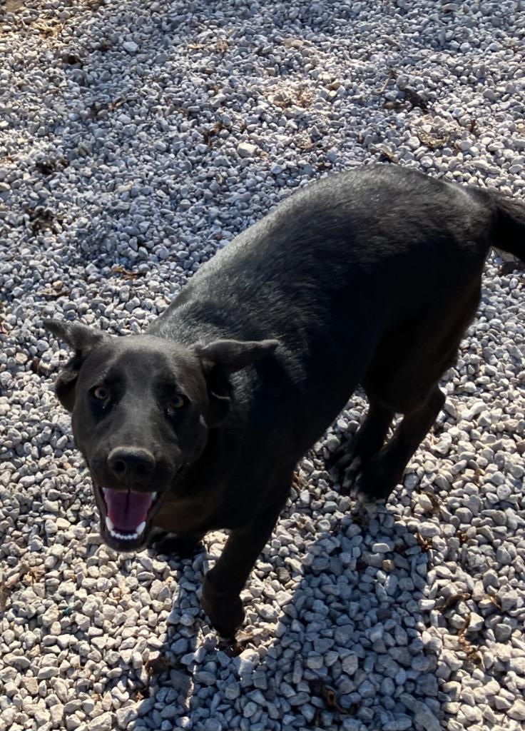 Enlarge Candy, a Adoptable Mixed Breed in Batesville, AR image 1/1