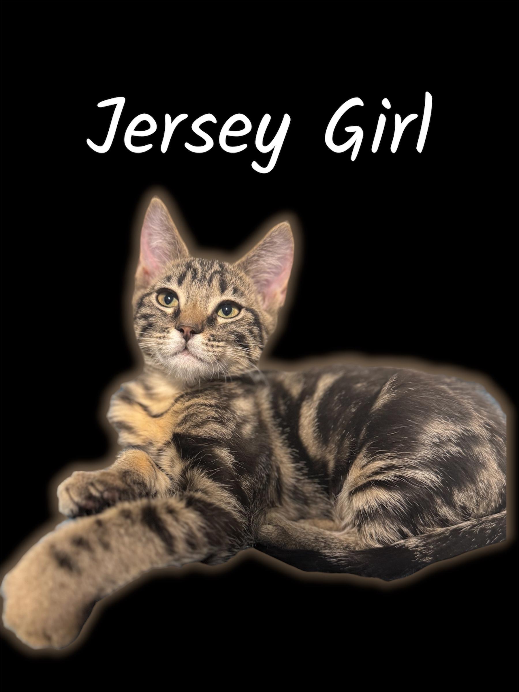 Enlarge Jersey Girl, a ADOPTABLE Domestic Short Hair in Auburn, CA image 1/1