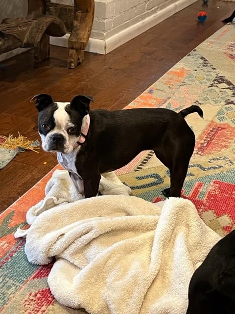 Enlarge Shelby/Joy, a Adopted Boston Terrier in Van Vleck, TX image 1/3