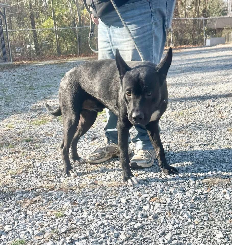 Enlarge EJ, a ADOPTABLE Mixed Breed in Elizabethtown, NC image 1/1