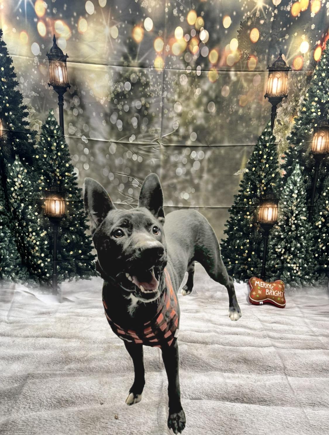 Enlarge EJ, a ADOPTABLE Mixed Breed in Elizabethtown, NC image 4/4