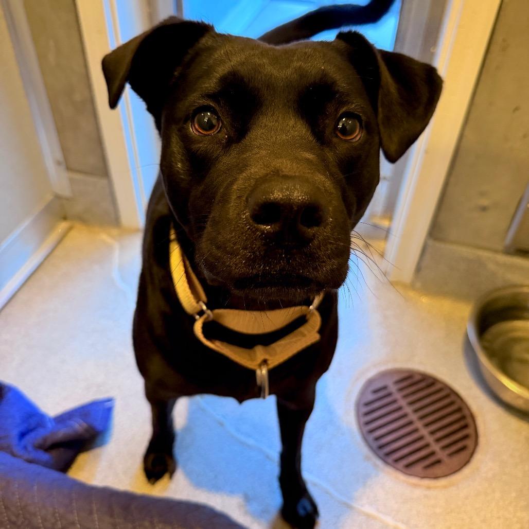 Enlarge Dixie May, a Adoptable mixed breed in Port Angeles, WA image 1/5