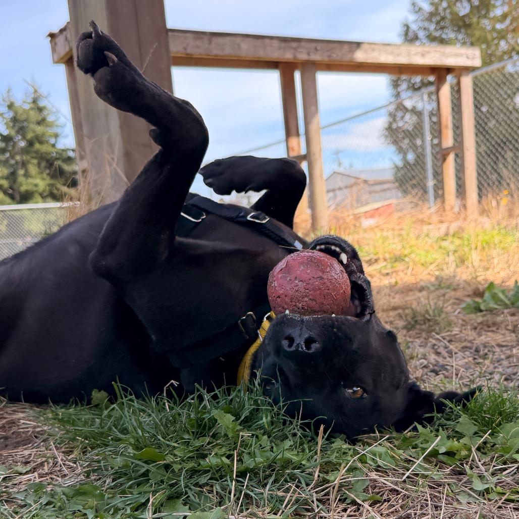 Enlarge Dixie May, a Adoptable mixed breed in Port Angeles, WA image 2/5