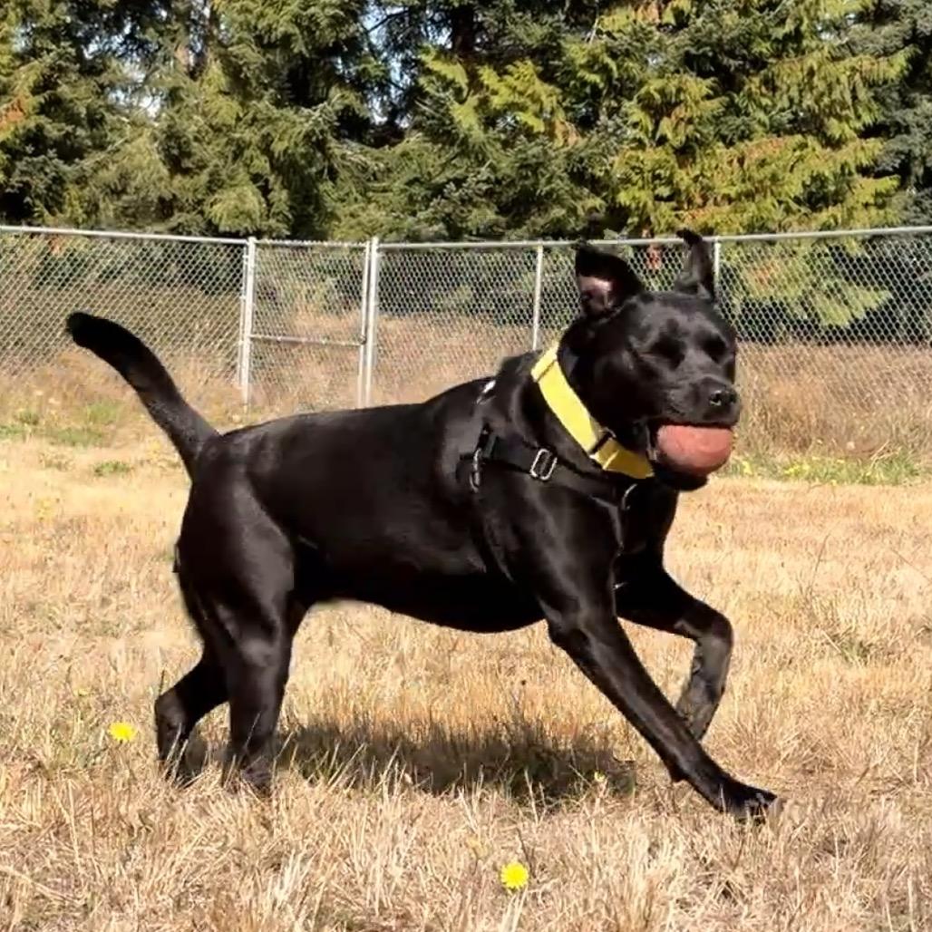 Enlarge Dixie May, a Adoptable mixed breed in Port Angeles, WA image 3/5