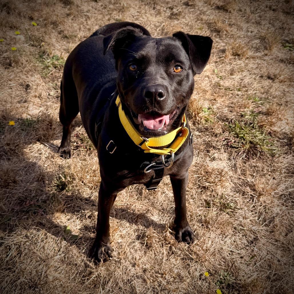 Enlarge Dixie May, a Adoptable mixed breed in Port Angeles, WA image 4/5