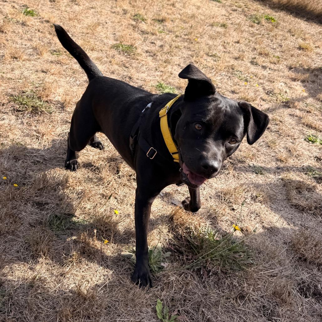 Enlarge Dixie May, a Adoptable mixed breed in Port Angeles, WA image 5/5