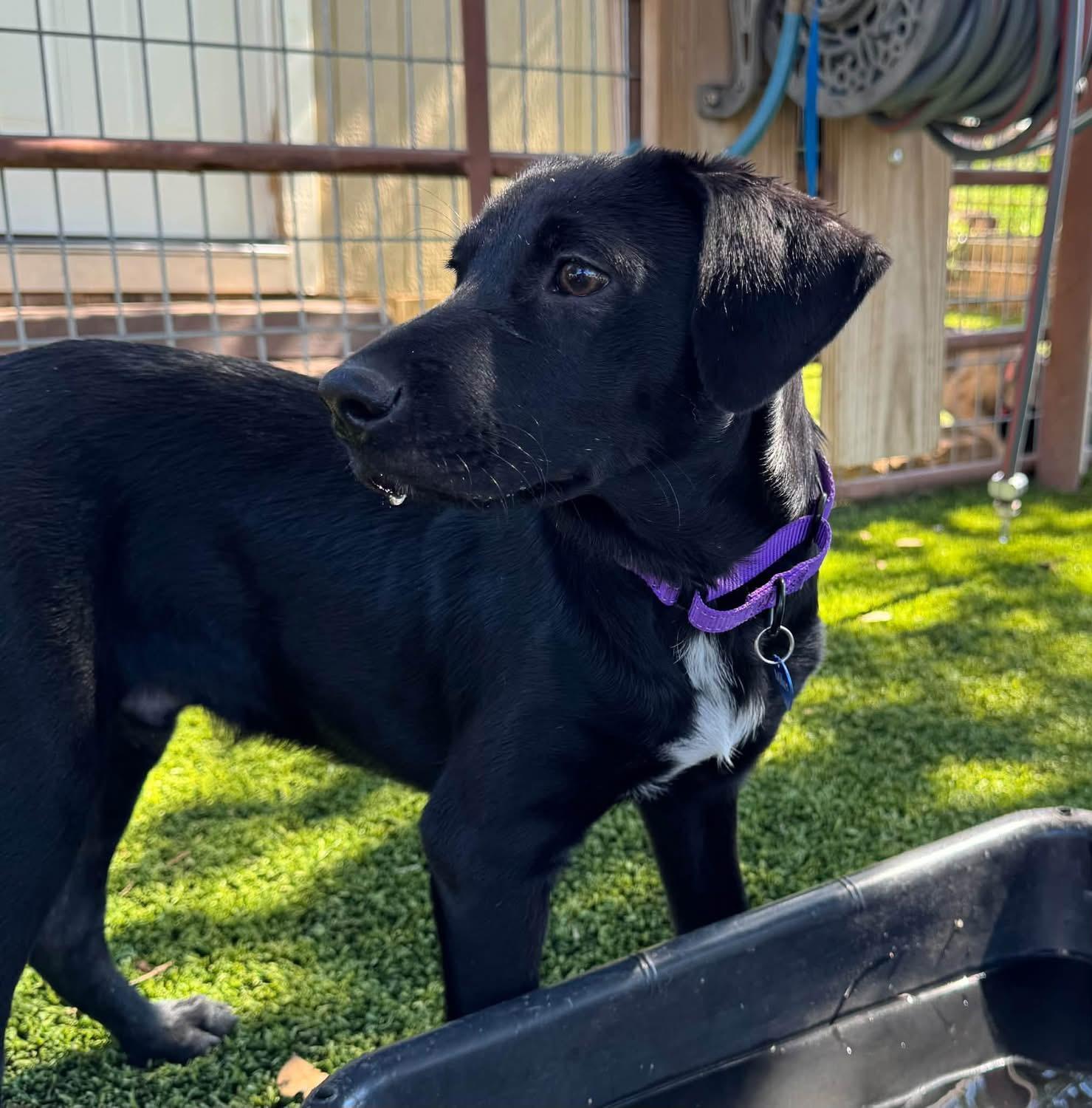 Enlarge Happy, a Adopted mixed breed in Southlake, TX image 5/6