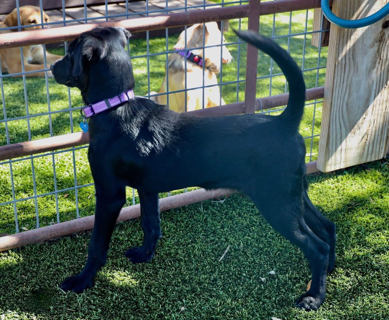 Enlarge Happy, a Adopted mixed breed in Southlake, TX image 4/6