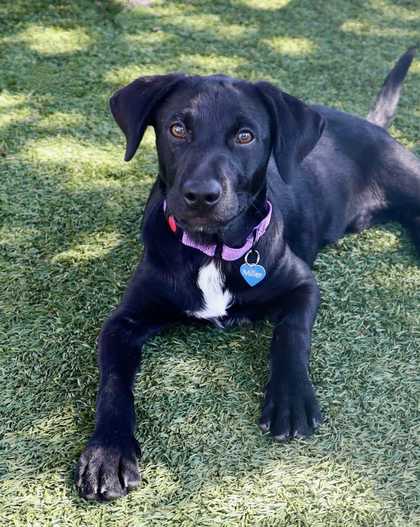 Happy, Adopted, Young Male Labrador Retriever.