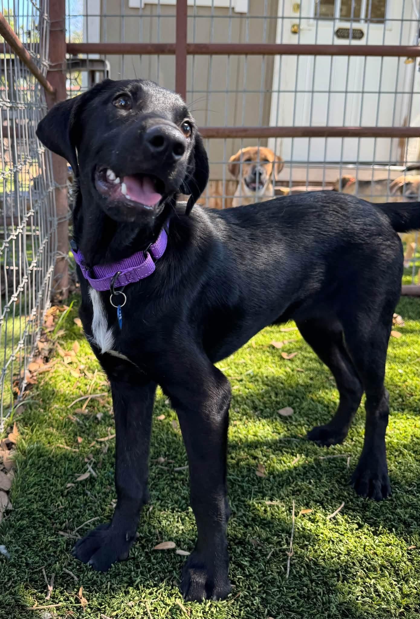 Enlarge Happy, a Adopted mixed breed in Southlake, TX image 3/6