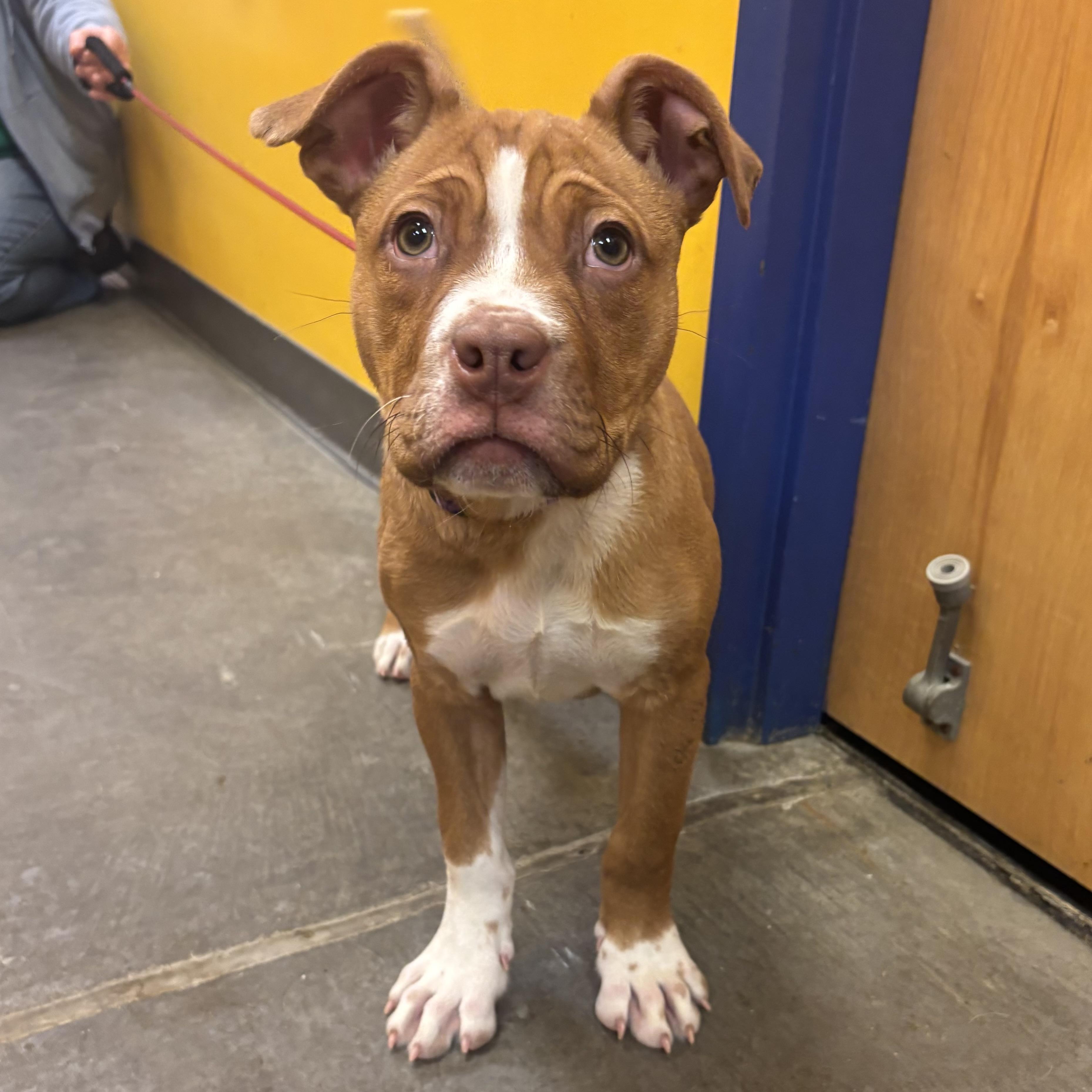 Enlarge Sassy, an adopted mixed breed in Waynesburg, PA image 6/6