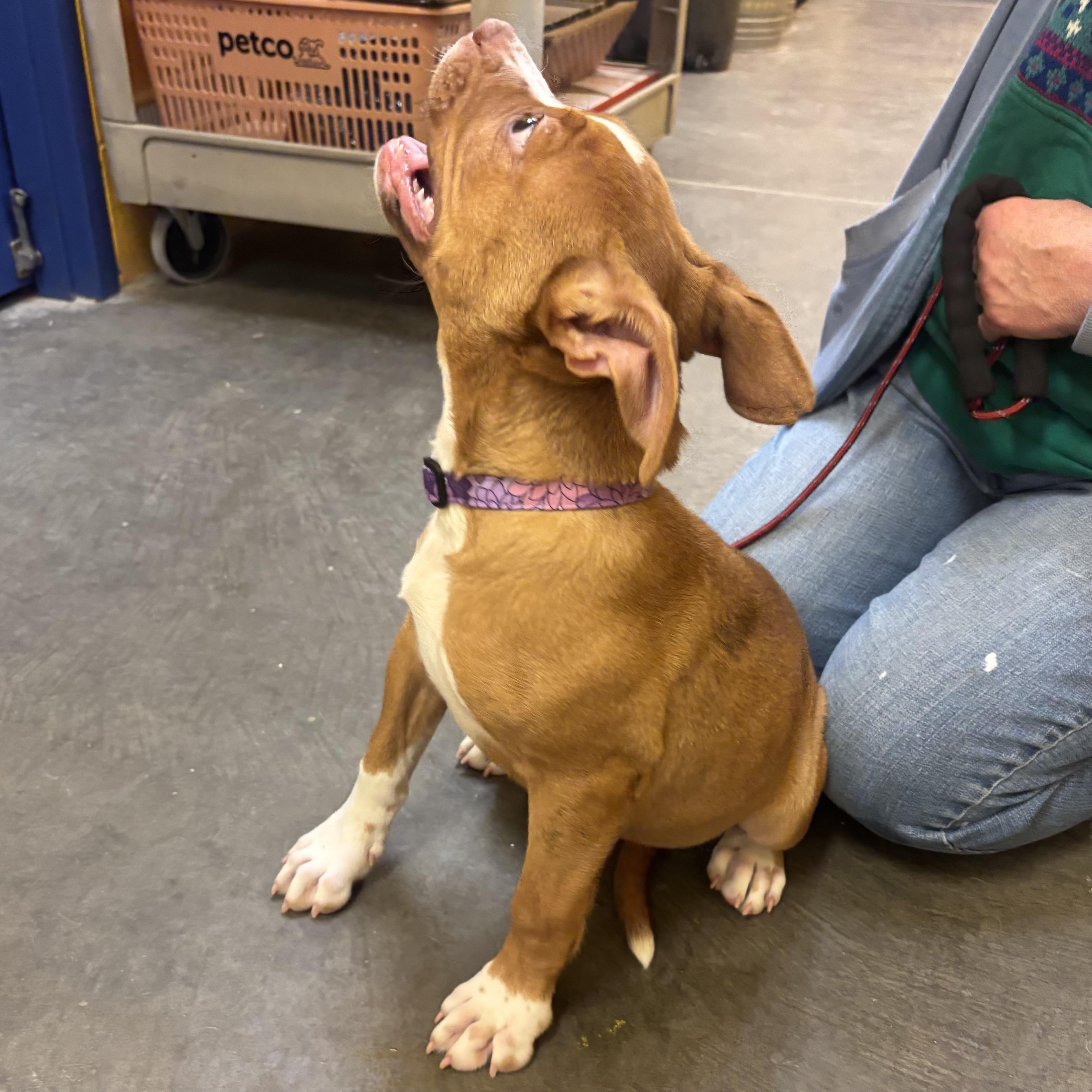 Enlarge Sassy, an adopted mixed breed in Waynesburg, PA image 4/6