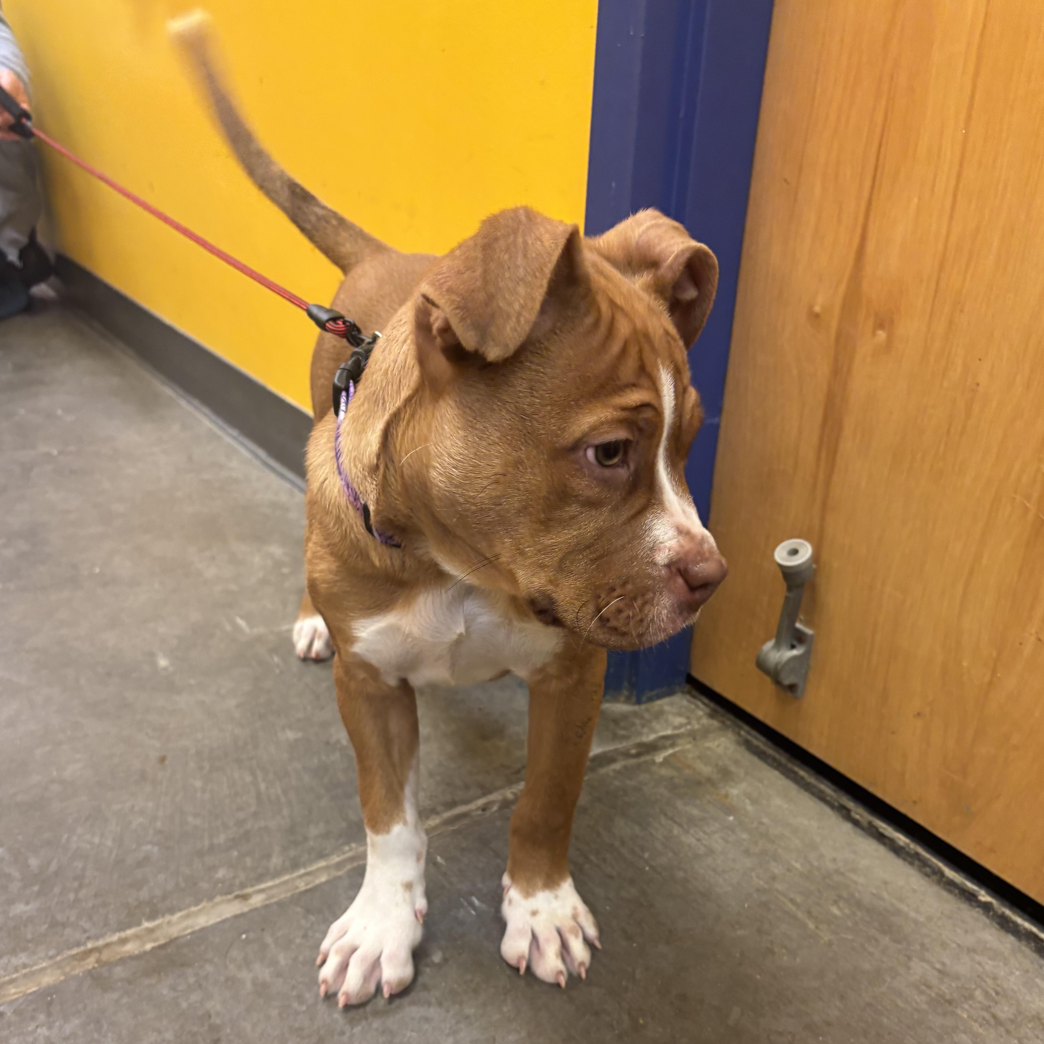 Enlarge Sassy, an adopted mixed breed in Waynesburg, PA image 5/6