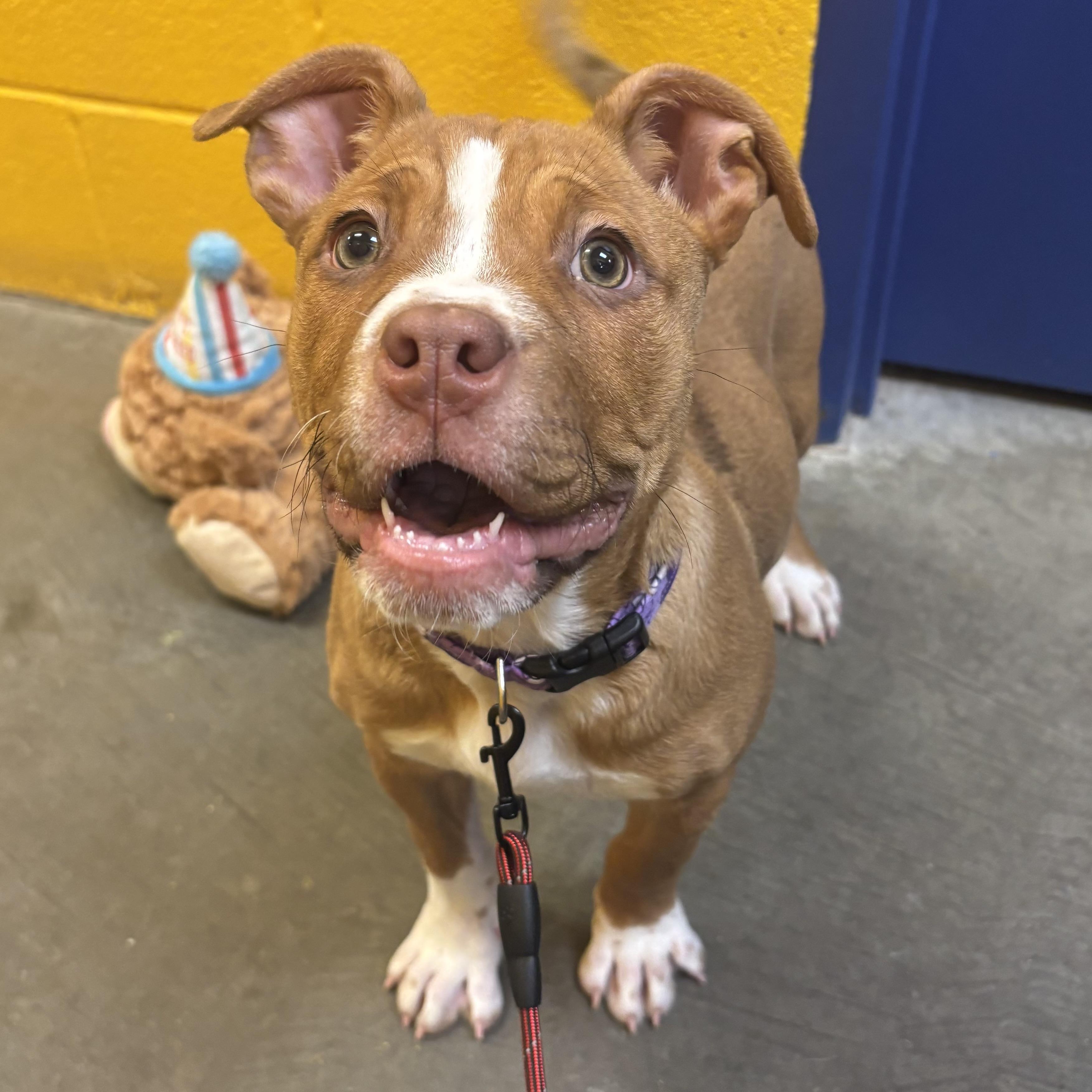 Enlarge Sassy, an adopted mixed breed in Waynesburg, PA image 3/6
