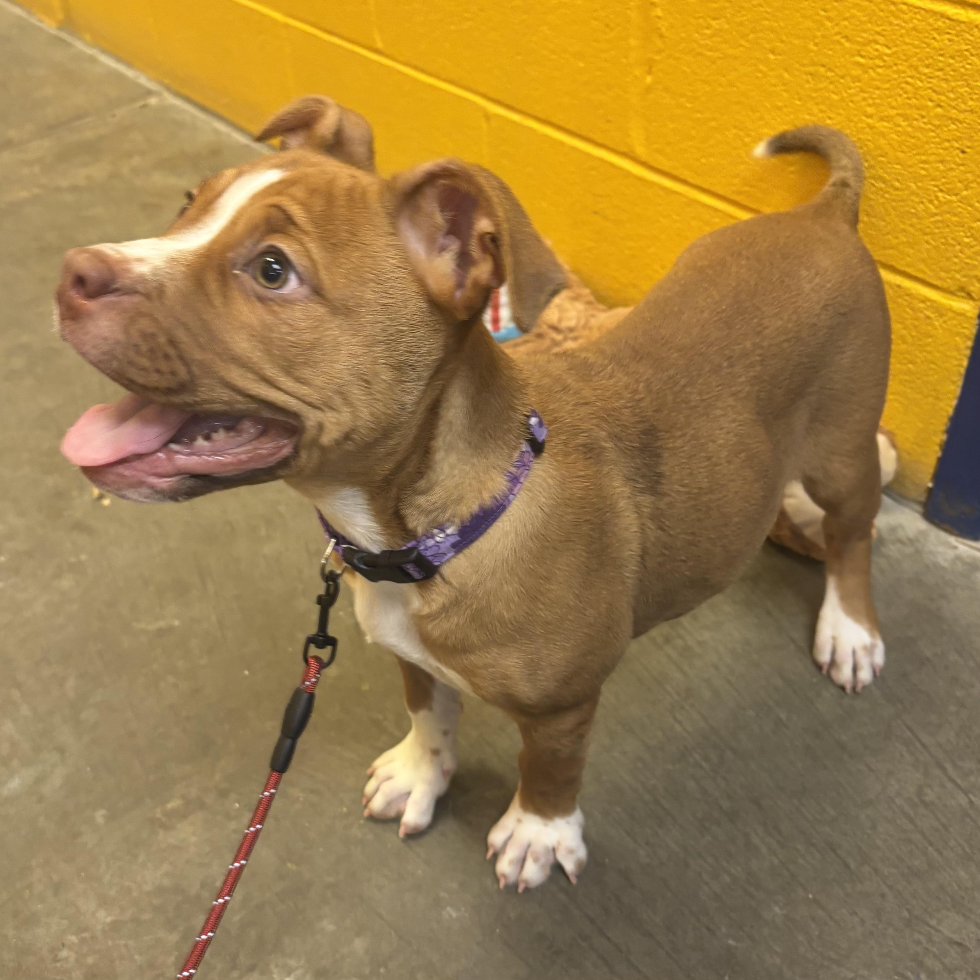 Enlarge Sassy, an adopted mixed breed in Waynesburg, PA image 2/6