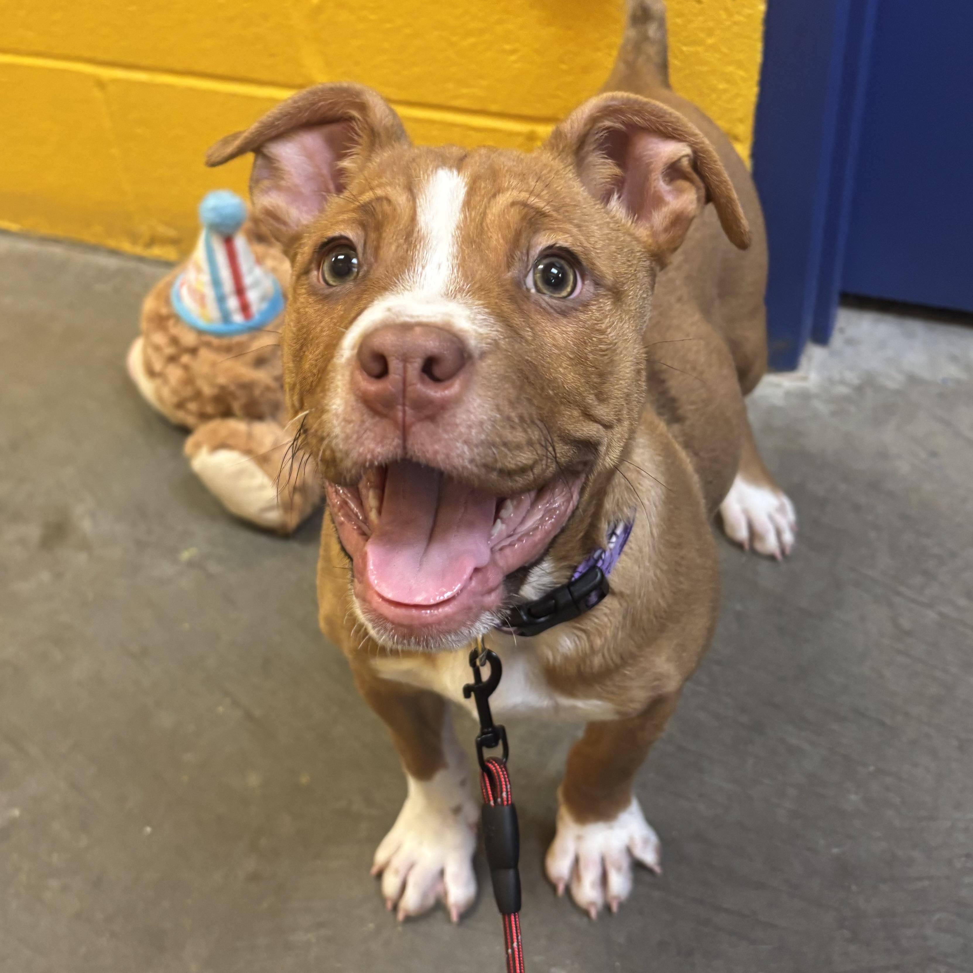 Enlarge Sassy, an adopted mixed breed in Waynesburg, PA image 1/6