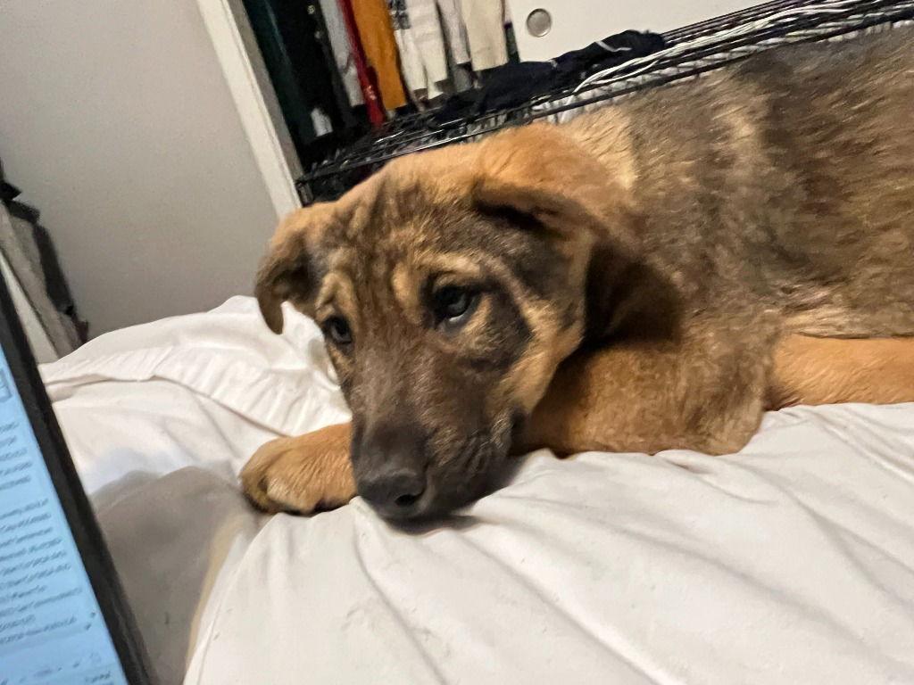 Arrow, Adoptable, Puppy Male German Shepherd Dog.