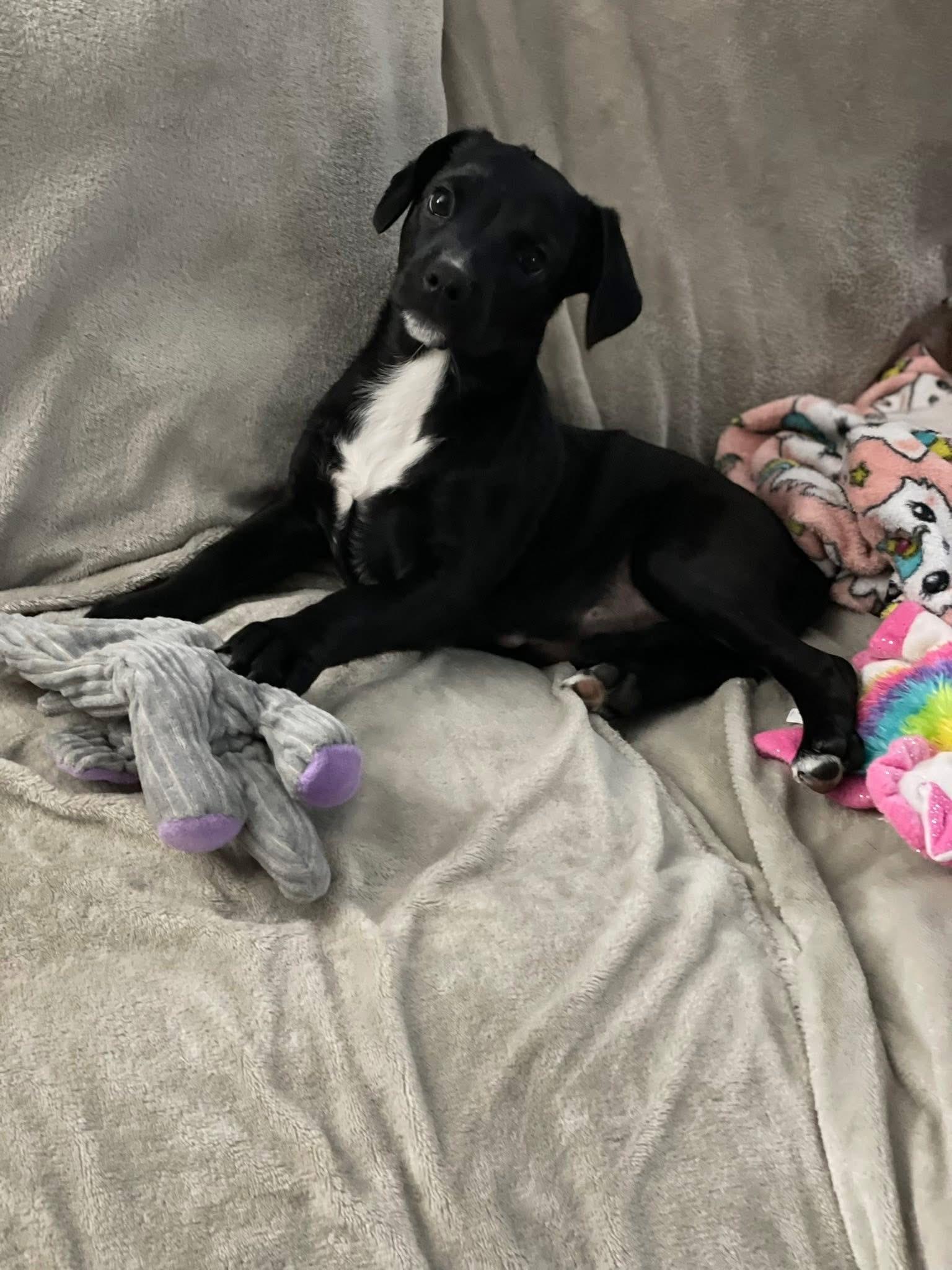 Fox trot, Adoptable, Puppy Female Labrador Retriever.