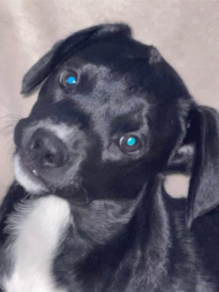 Fox trot, a Adoptable mixed breed in GLEN MILLS, PA image 2/3