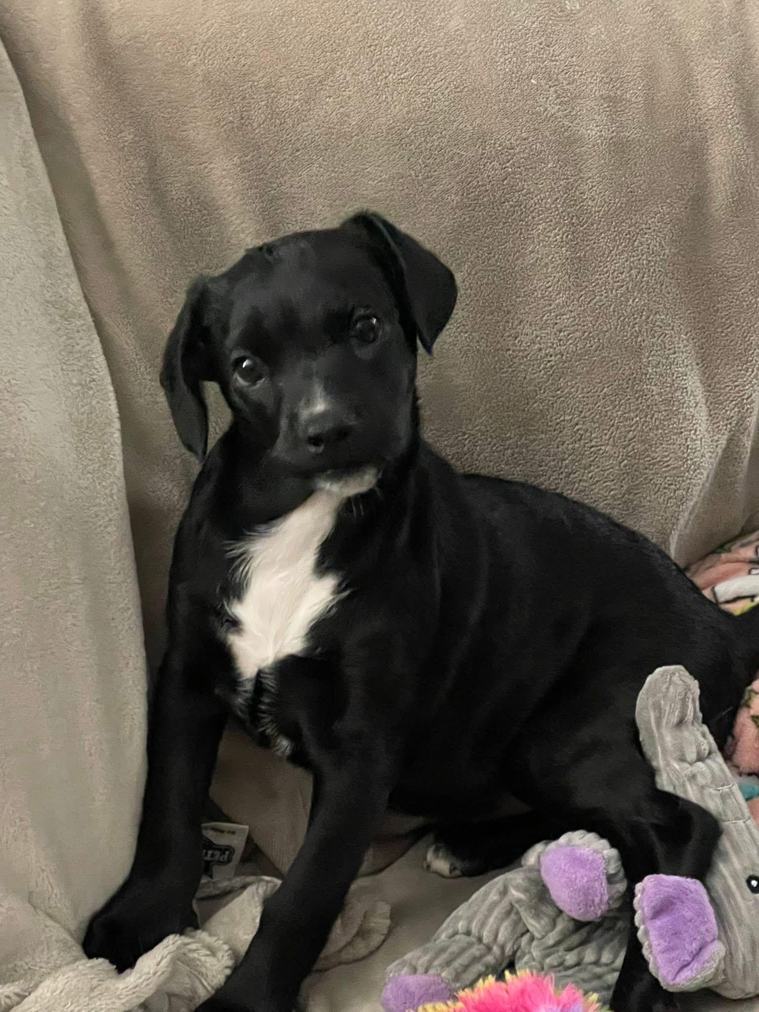 Fox trot, a Adoptable mixed breed in GLEN MILLS, PA image 3/3