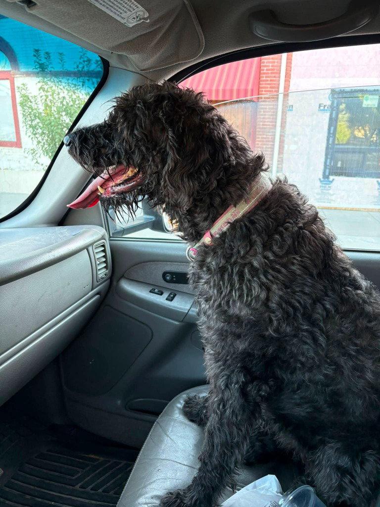 Dolly, Adoptable, Adult Female Standard Poodle & Labrador Retriever.