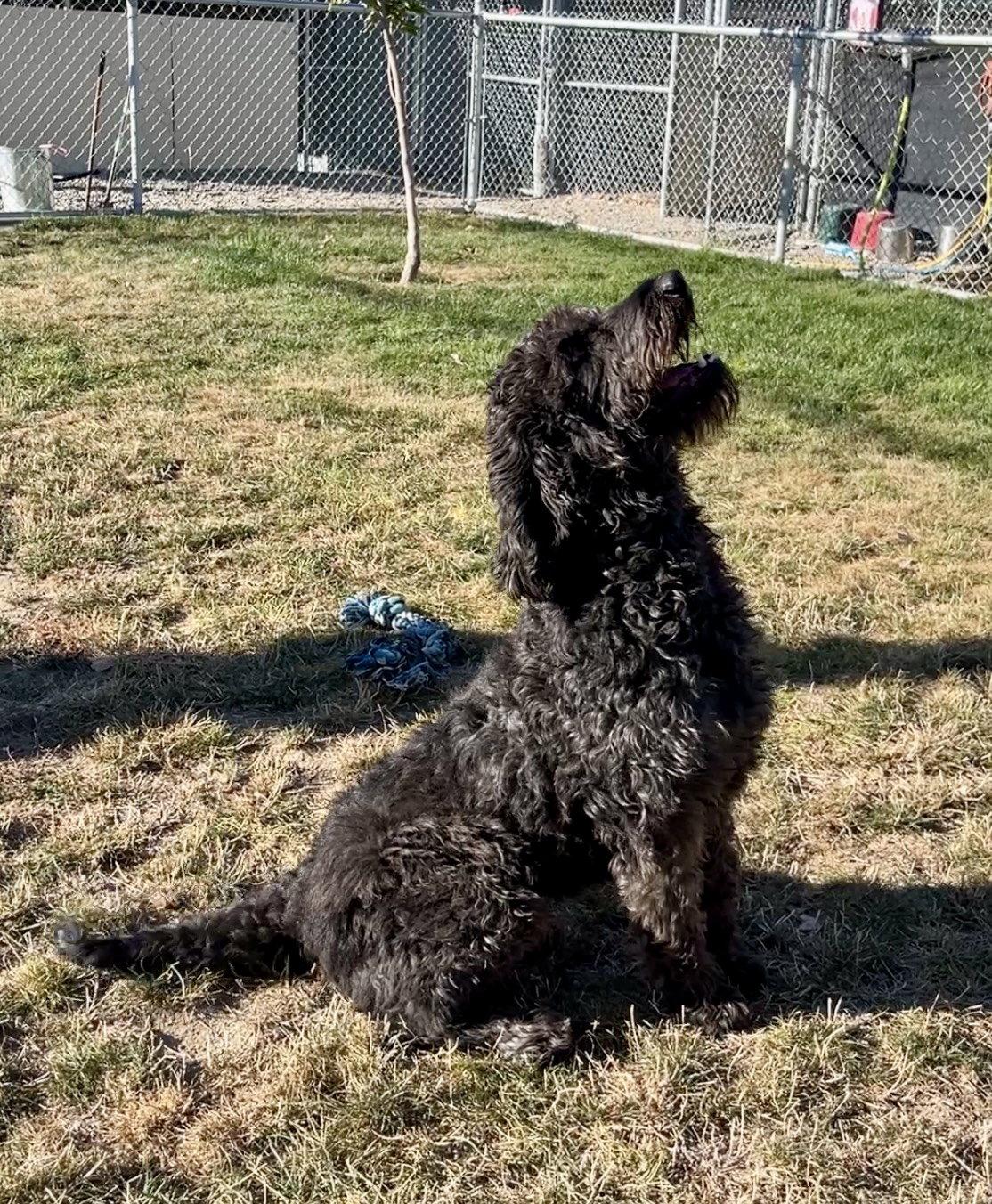 Enlarge Dolly aka Freya, a Adoptable mixed breed in Emmett, ID image 1/1